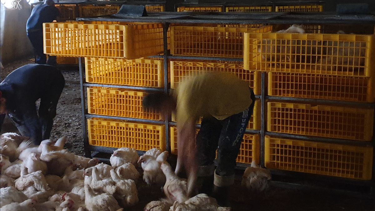 Nederlandse pluimveesector krijgt Zweedse vangmethode door zijn strot geduwd