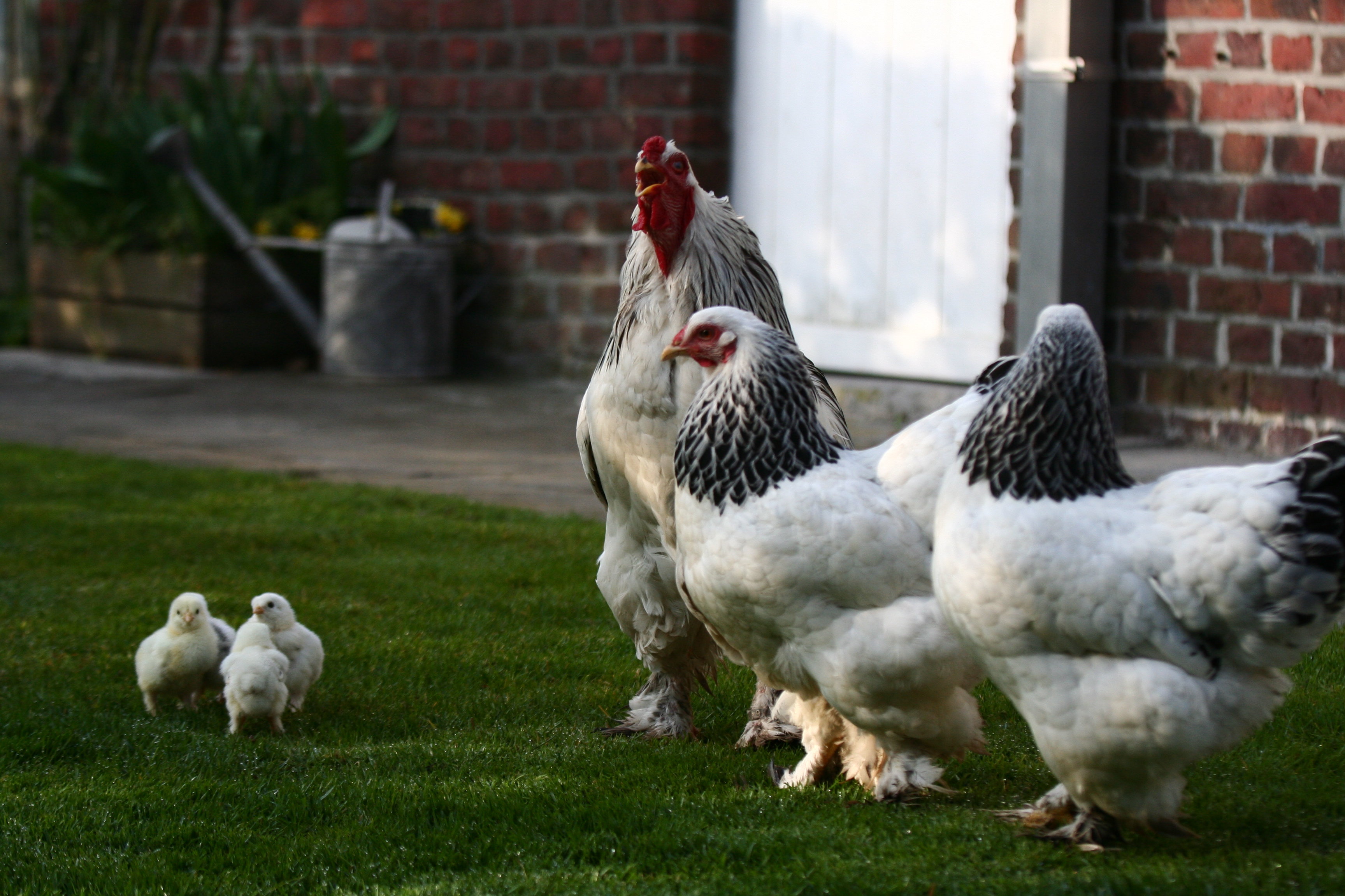 Nieuwe besmetting met hoogpathogene vogelgriep in België