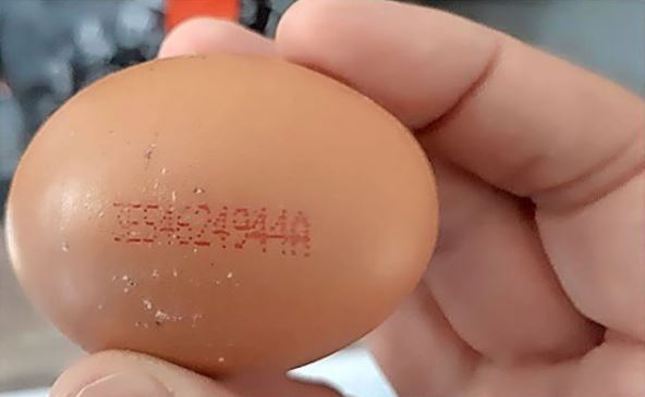 NVWA allarmeert voor salmonella-besmette eieren uit Spanje