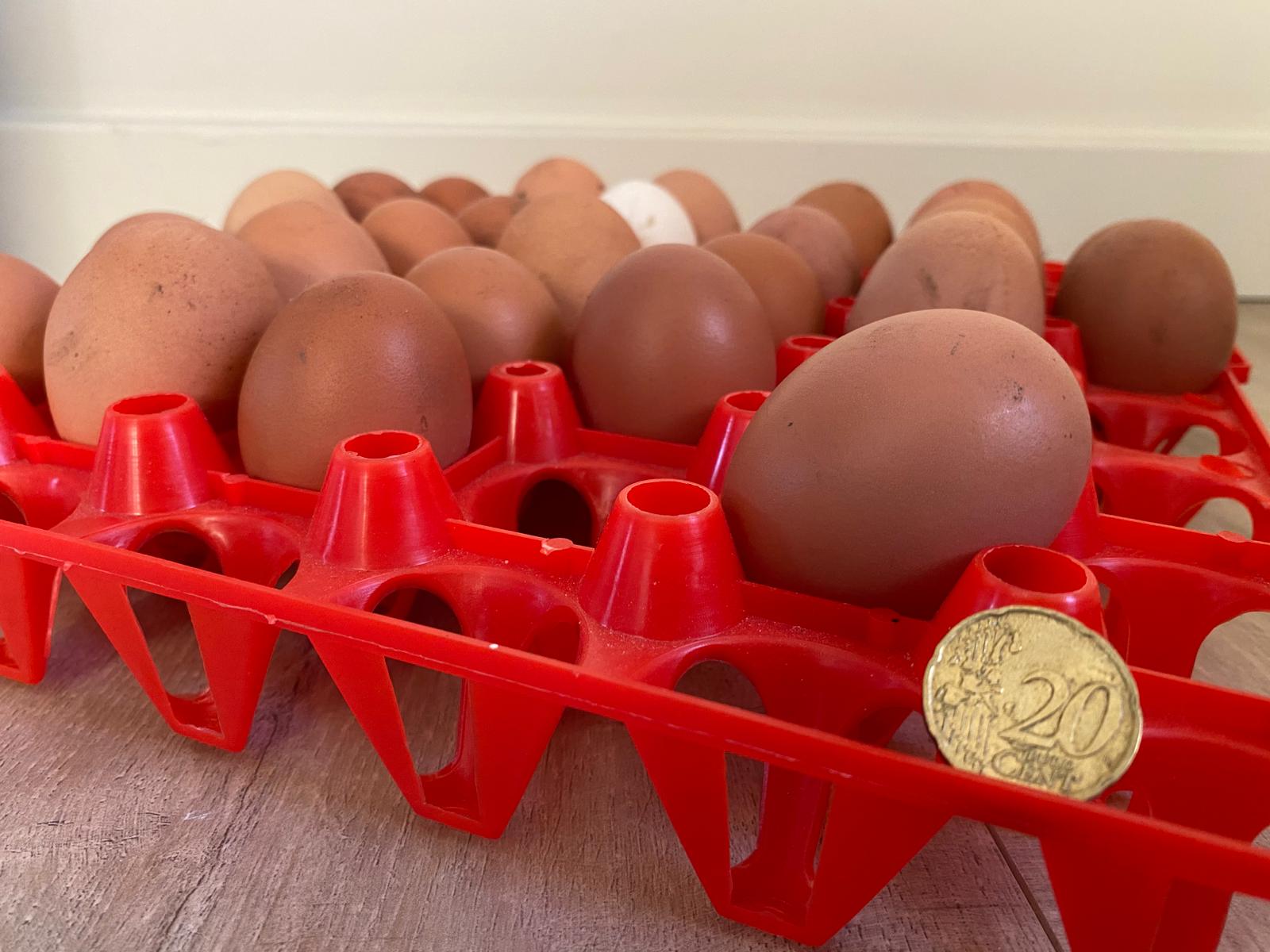 Ondanks nieuwe eierprijzenrecords blijven eieren een goedkoop product