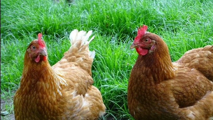 Pakstations van biologische eieren trekken aan de alarmbel via open brief - “Zonder eerlijk inkomen voor biologische leghennenhouders, dreigt tekort aan bio-eieren”
