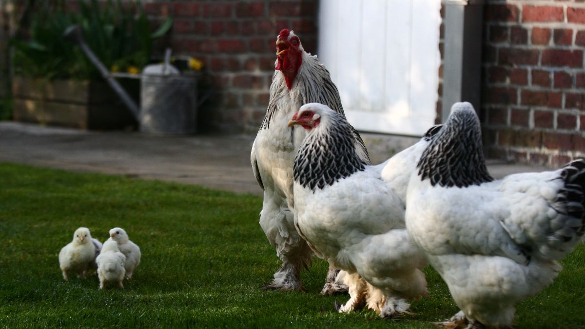 Pluimvee bij hobbyhouder in Diksmuide geëuthanaseerd na vogelgriepbesmetting