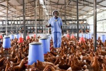 Pluimveesector in Midden-Oosten en Afrika zet in op meer zelfvoorziening