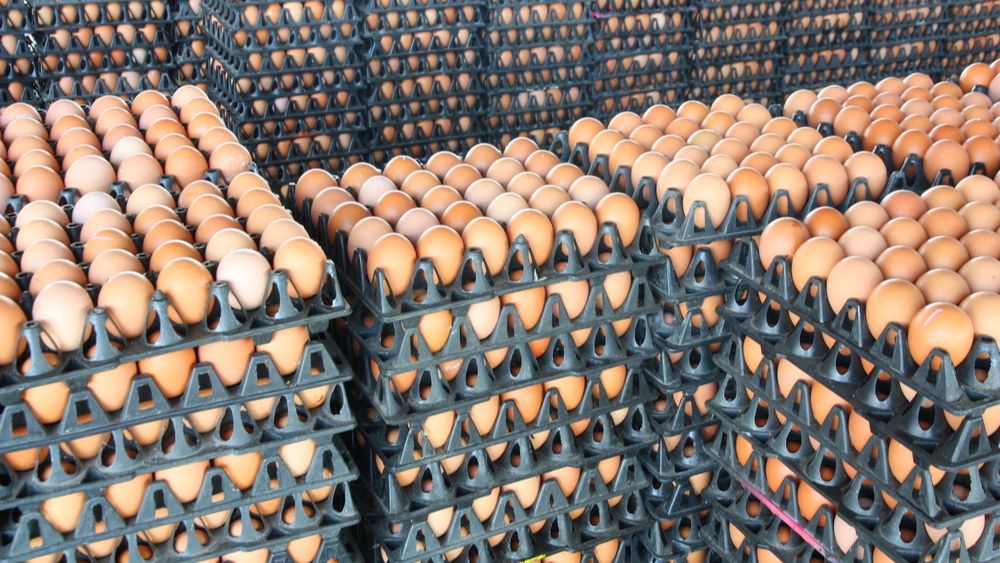Polen produceert en exporteert minder eieren