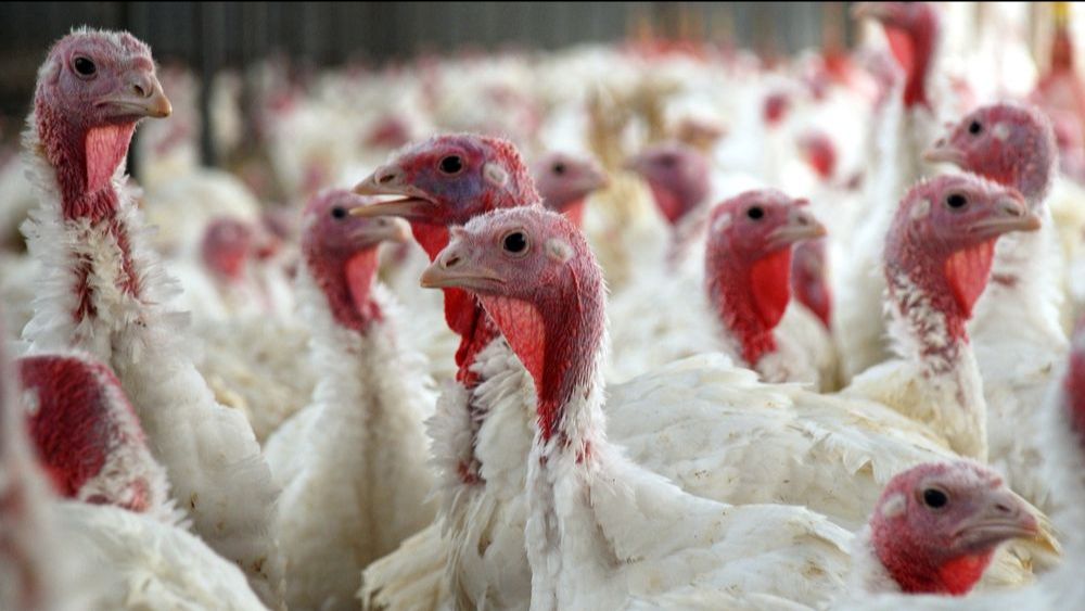 Poolse kalkoensector hard getroffen door vogelgriep