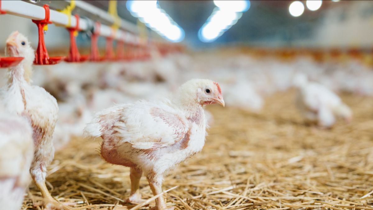 (+) Producenten weigeren tweemaal dezelfde rekening te betalen