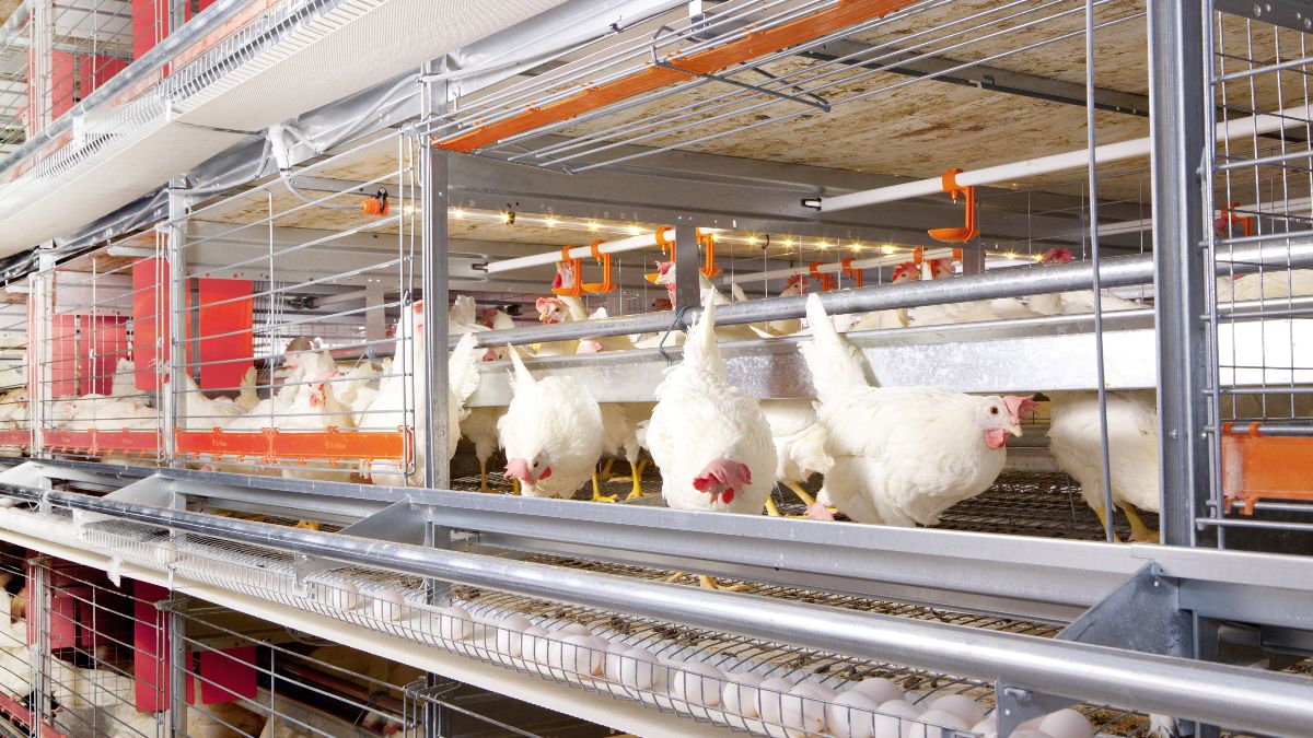 Rabobank verwacht inkrimping Nederlandse leghennen- en vleeskuikenstapel met een kwart