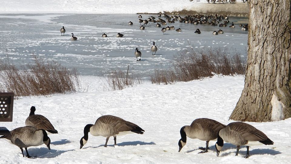 Tot vier keer meer risico op vogelgriep in winterperiode