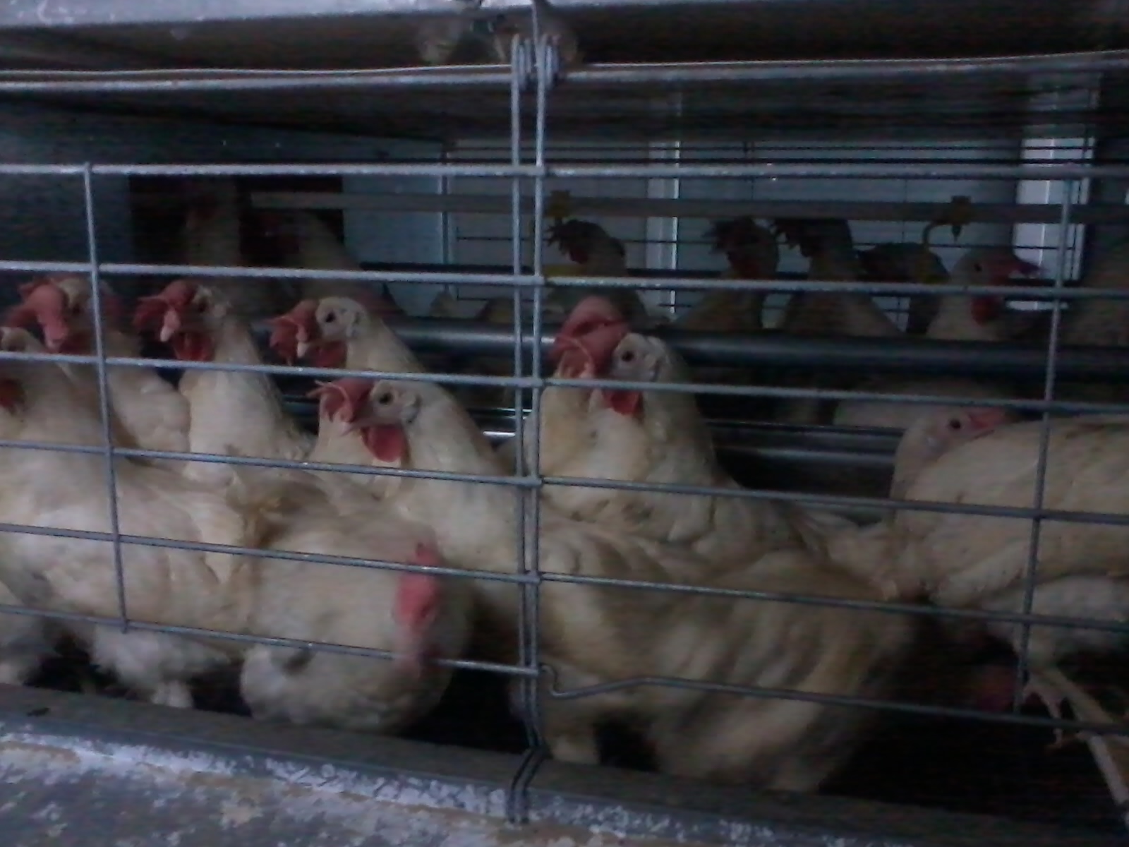 Twee grote leghennenbedrijven in de VS getroffen door vogelgriep - Opnieuw miljoenen hennen geruimd