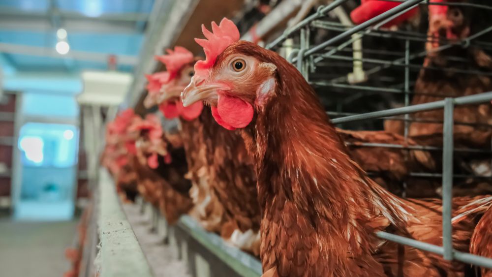 Uitbraak van vogelgriep in Polen nefast voor Europese pluimveesector