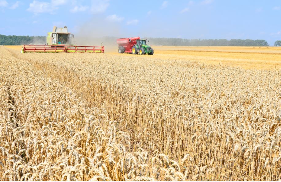 Uitzonderlijke situatie in de U.S. zorgt voor verdringing van mais door tarwe