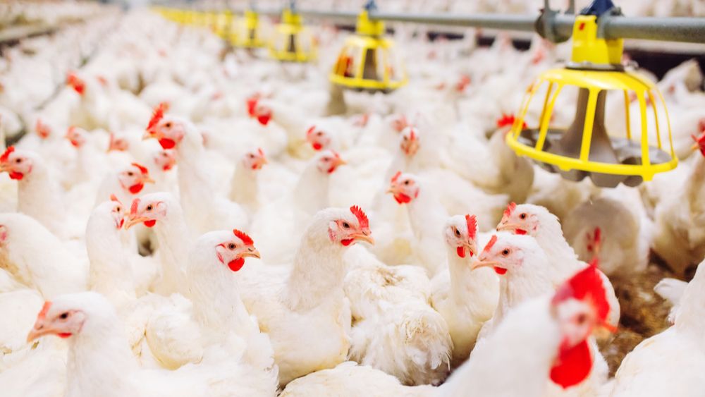 Vermeerderingsbedrijf in Zonnebeke geruimd na vogelgriepbesmetting