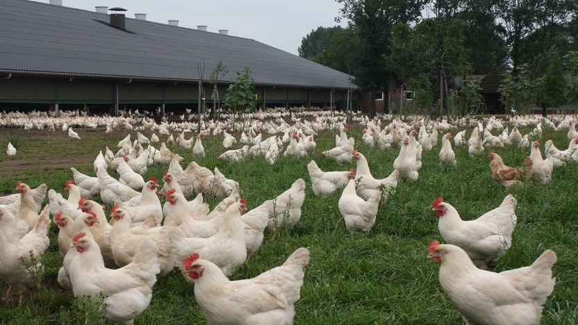(+) Verpichte bioveiligheidsaudit bij pluimvee voortaan het ganse jaar mogelijk 