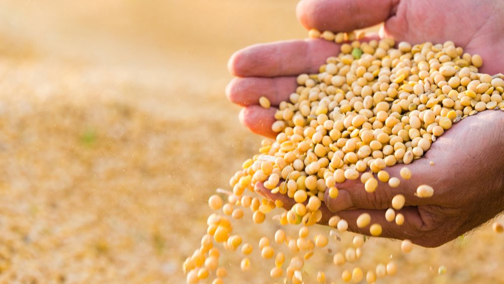 Versnelt de torenhoge sojaprijs de transitie naar alternatieve eiwitten?