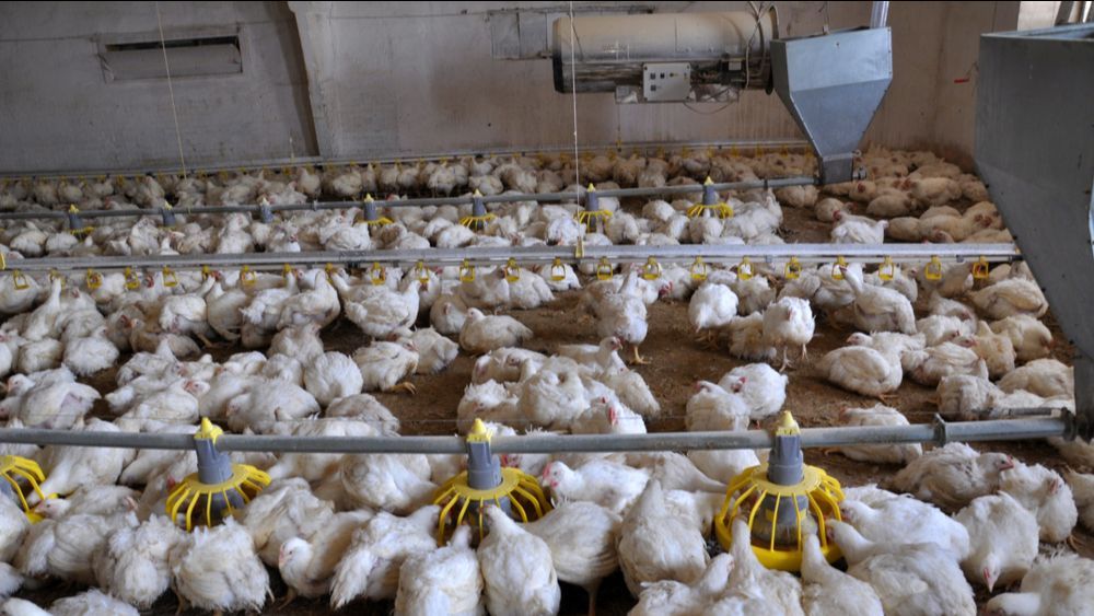 Vleeskuikenbedrijf in Friesland besmet met H5