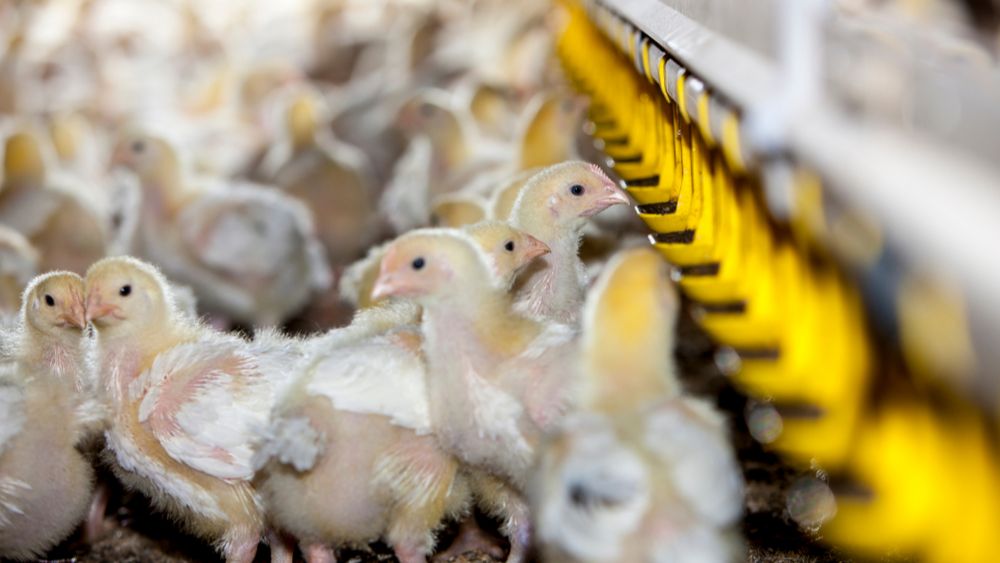 (+) Vleeskuikenhouders zien marges verder slinken door overdaad aan pluimveevlees  