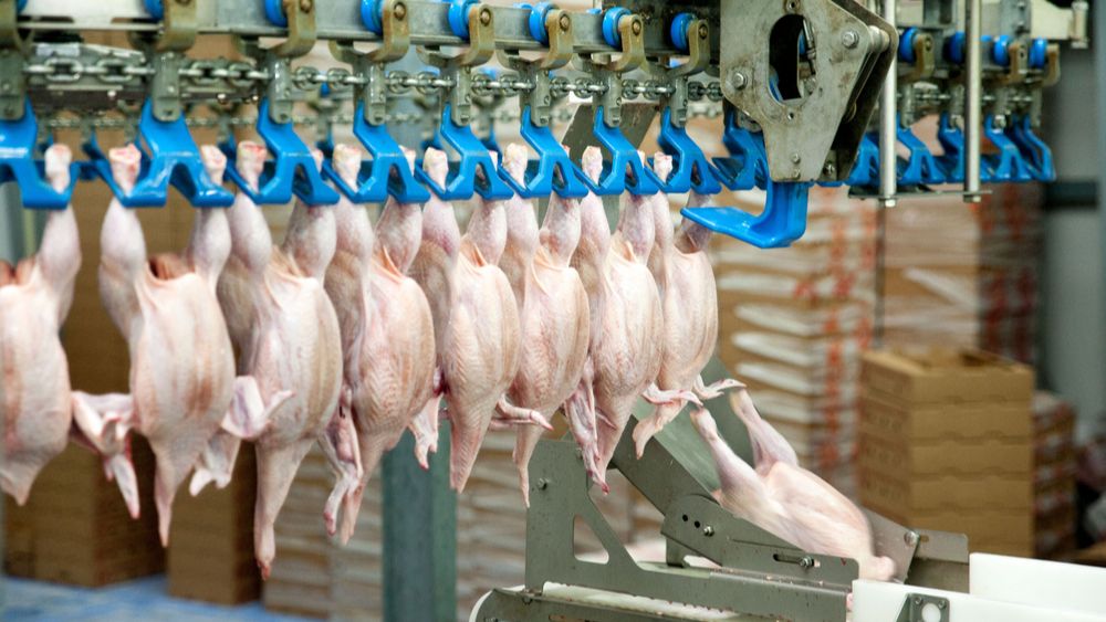 Vleeskuikenslachterij Frisia sluit de deuren