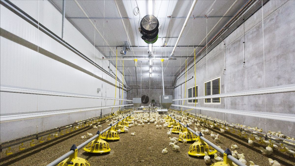 (+) VLIF-subsidie is paard van Troje voor Vlaamse pluimveehouderij