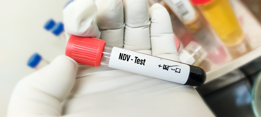 (+) Voor het eerst in 20 jaar opnieuw Newcastle Disease in Duitsland