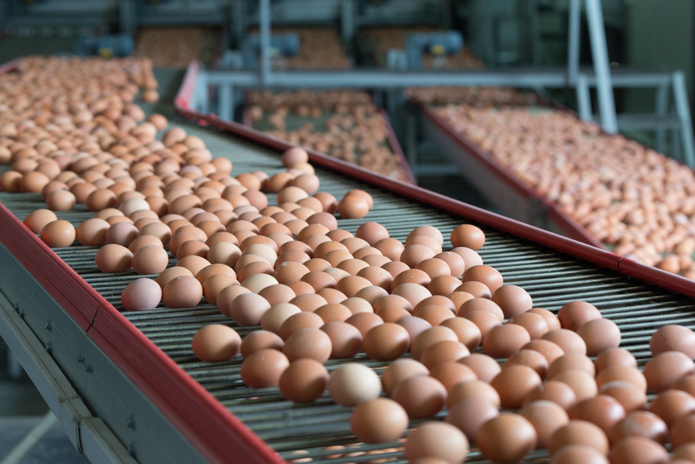 Wereldwijde eierproductie kent fikse toename