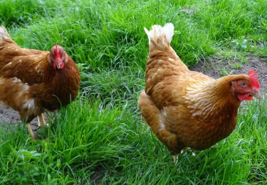 20 Nederlandse pluimveebedrijven besmet met LPAI H6
