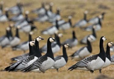 Aantal dode en zieke wilde vogels met vogelgriep stijgt aanzienlijk