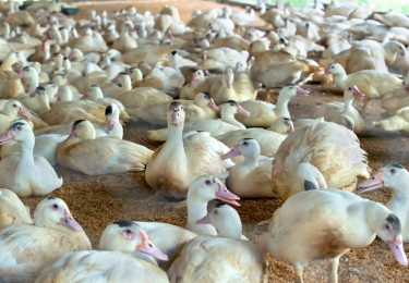 Aantal vogelgriephaarden in Frankrijk meer dan verdubbeld