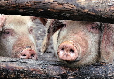 Afrikaanse varkenspest legt Chinese pluimveehouders geen windeieren