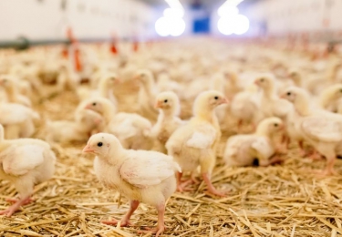 Alle supermarkten in Nederland gaan uiterlijk eind 2023 over op de verkoop van kip met minimaal één Beter Leven-ster