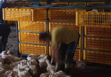 Anoniem meldpunt moet pluimveesector naar hoger niveau tillen