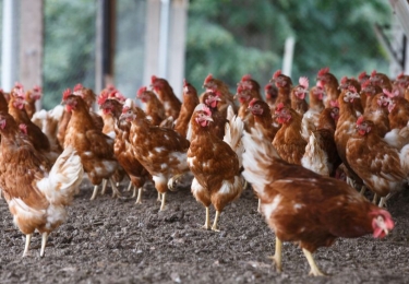 Barneveldse notering van slachtkippen voortaan exclusief btw