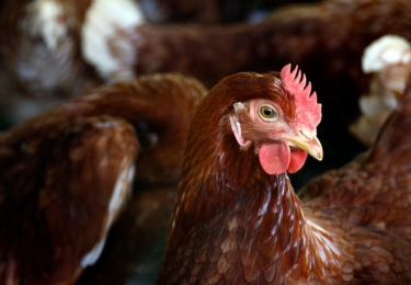 België herwint internationaal zijn ziektevrije status - Afschermplicht voor pluimvee en vogels vervalt vanaf 29 mei  