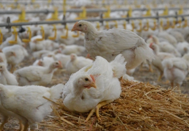 België krijgt groen licht: principeakkoord met de Europese Commissie voor de vergoeding van de pluimveehouders die het slachtoffer zijn van het H3-virus