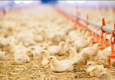 Bijdrage salmonella-interventiefonds opnieuw verlaagd 