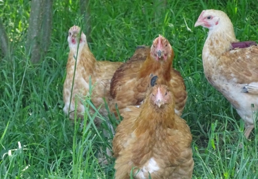 Bio een groeiende niche, waar pluimvee sterk vertegenwoordigd is