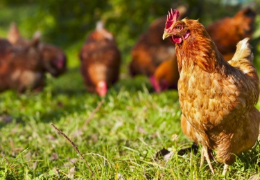 Bioforum vangt bot op vraag voor crisissteun voor biologische veehouderij