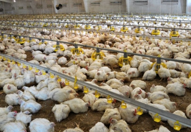 Braadkippenhouders in de AI-zones waarschuwen voor de impact van de opgelegde vogelgriepmaatregelen