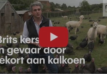 Brexit en corona zadelen Groot-Brittannië met een kerstkalkoenentekort op