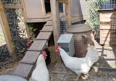 Brit besmet met het hoogpathogene vogelgriepvirus
