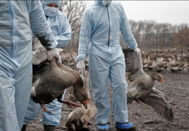 De problemen met vogelgriep swingen wereldwijd de pan uit