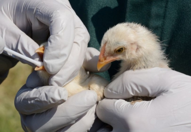 Derde besmetting met het H5-vogelgriepvirus in België