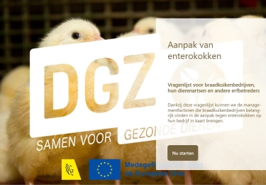 DGZ roept braadkippenhouders op tot deelname aan de enterokokkenenquête