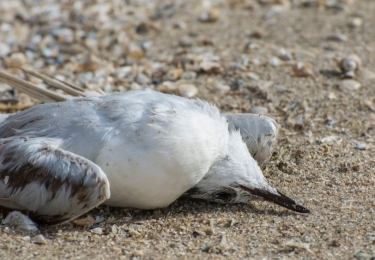 Eerste besmettingen van vogelgriep geregistreerd bij wilde vogels in België	