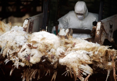 Eerste geval van hoogpathogene vogelgriep op professioneel Belgisch pluimveebedrijf
