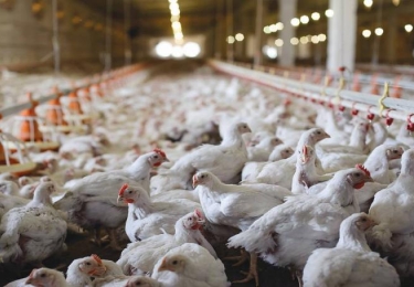 Eerste vogelgriepuitbraak op pluimveebedrijf in Frankrijk sinds januari