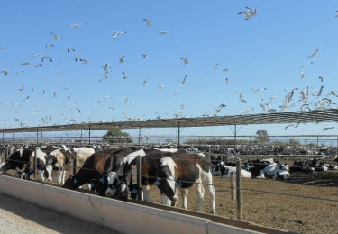 EFSA ongerust over mogelijke introductie Amerikaanse vogelgriep