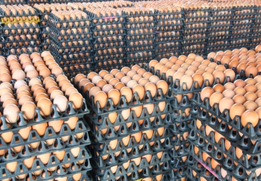 Eierproductie buiten Europa groeit fors
