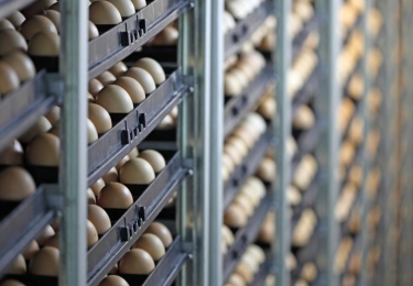 EU-export van broedeieren in de lift na crisisjaren	