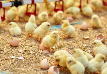 Europese pluimveevleessector lanceert duurzaamheidscharter