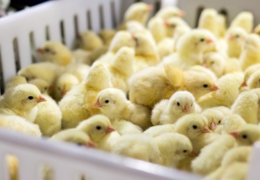Europese pluimveevleessector ontwikkelt duurzaamheidscharter